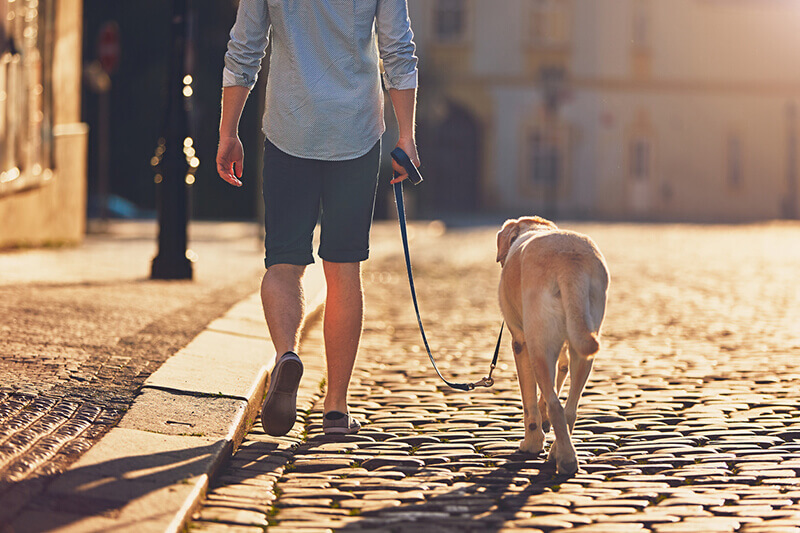 work-from-home-transition-taking-dog-for-a-walk (1)