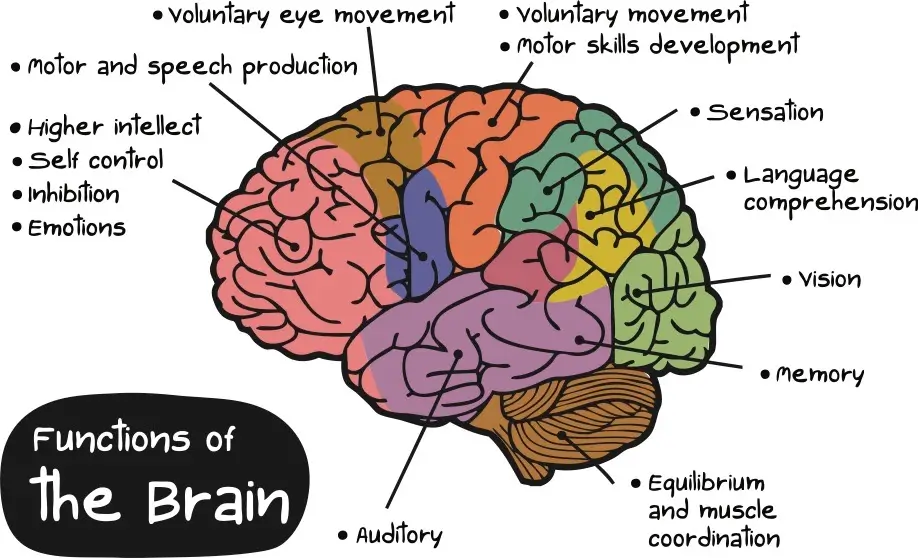 Diagram of brain from a side perspective.